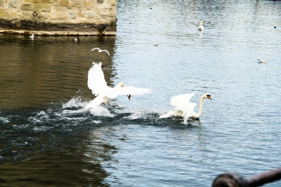 Thiên nga ở Luzern quen thuộc với con người. Du khách và người dân bản xứ hay cho chúng ăn nên hễ cứ thấy người đứng gần hồ, đàn thiên nga lại bơi ra tìm mồi.