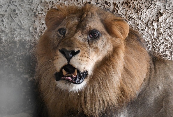 Su that dang sau nhung buc anh du khach au yem su tu Nam Phi hinh anh