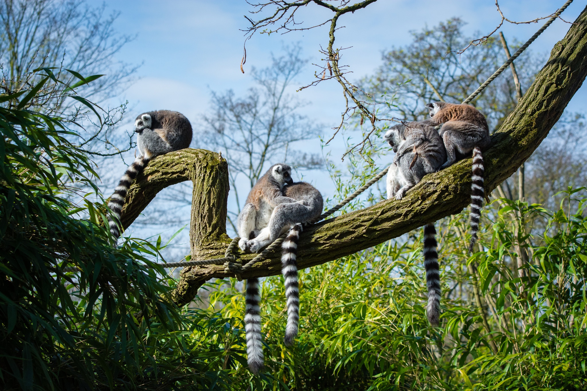Mot Madagascar hoang da, khac nghiet chang giong phim hoat hinh hinh anh
