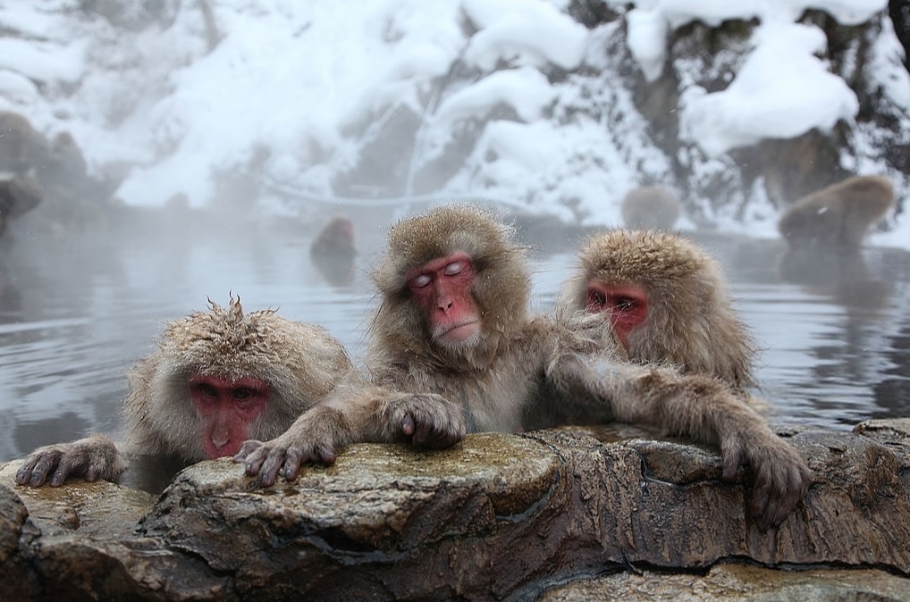 Ngam hoa tu dang va nhung thu vi chi co khi du lich Nhat Ban hinh anh