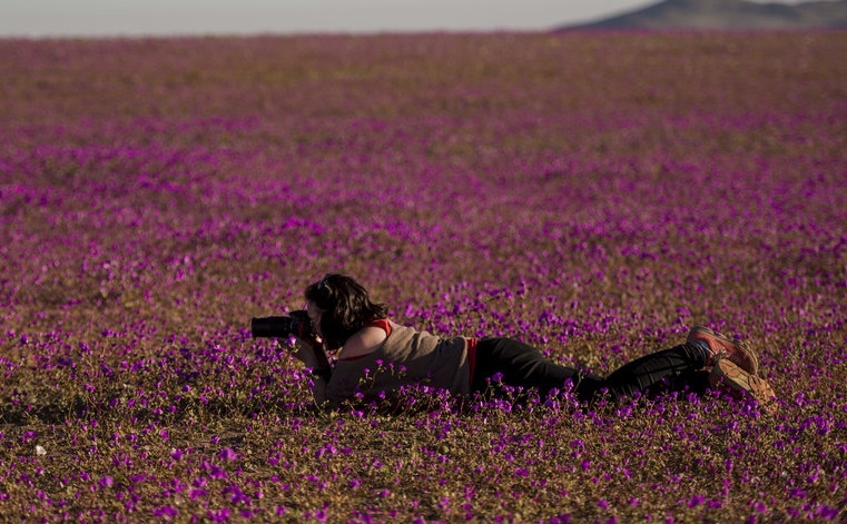 Hoa xuan no tren vung dat 'kho can nhat hanh tinh' hinh anh