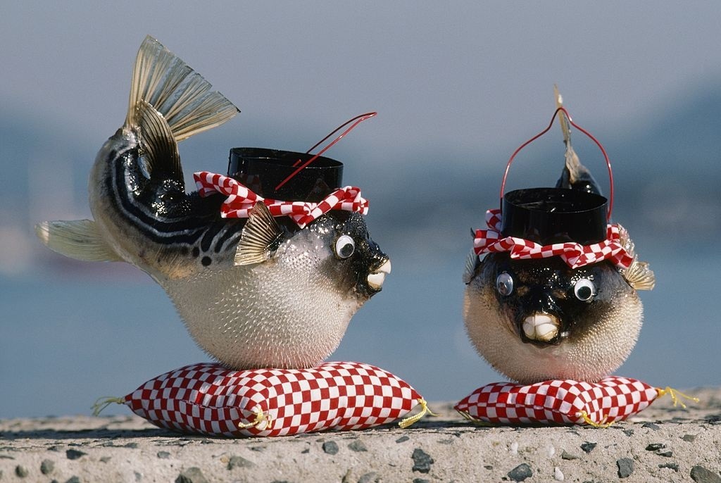 Bi quyet che bien ca noc ma khong lo dinh doc hinh anh