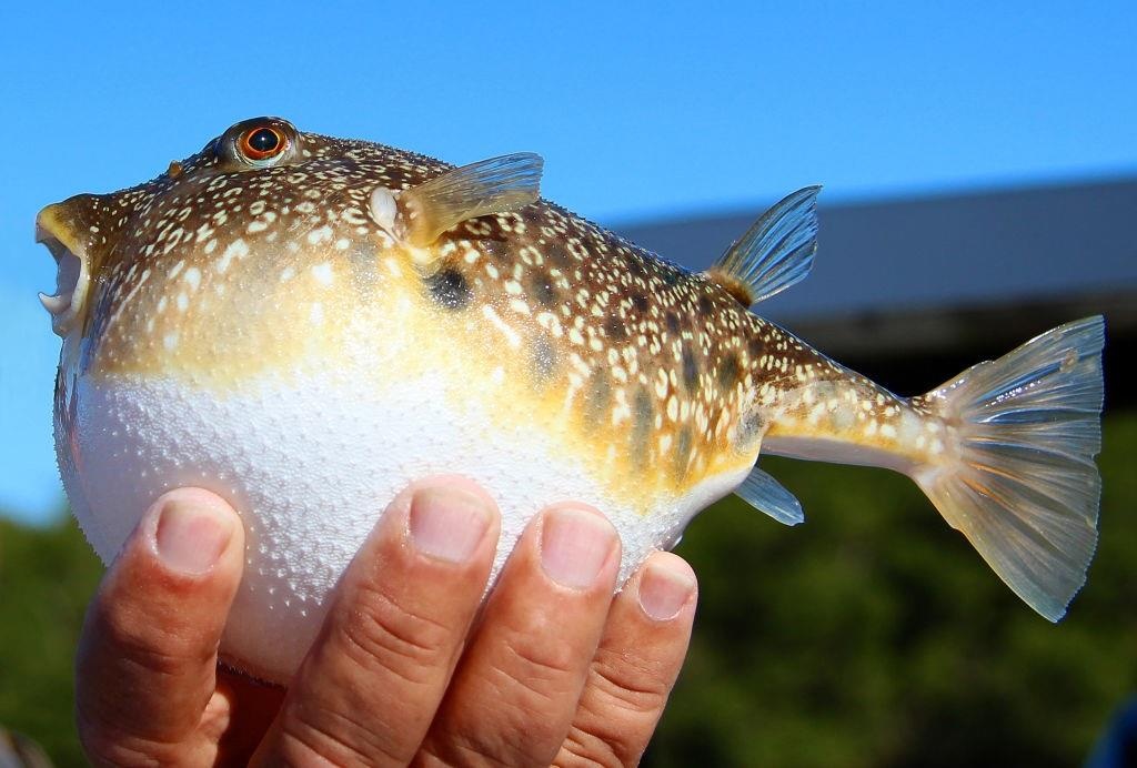 mon an chet nguoi anh 3