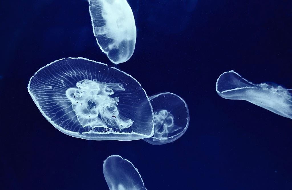 mon an chet nguoi anh 8