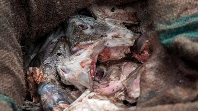 mon an co gioi anh 9