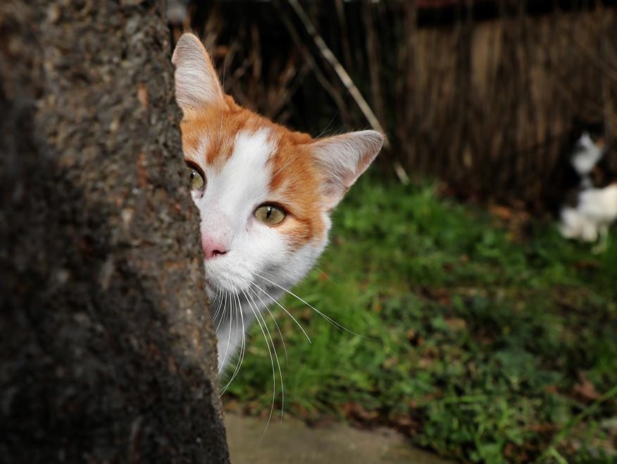 Istanbul - thu do cua loai meo hoang hinh anh