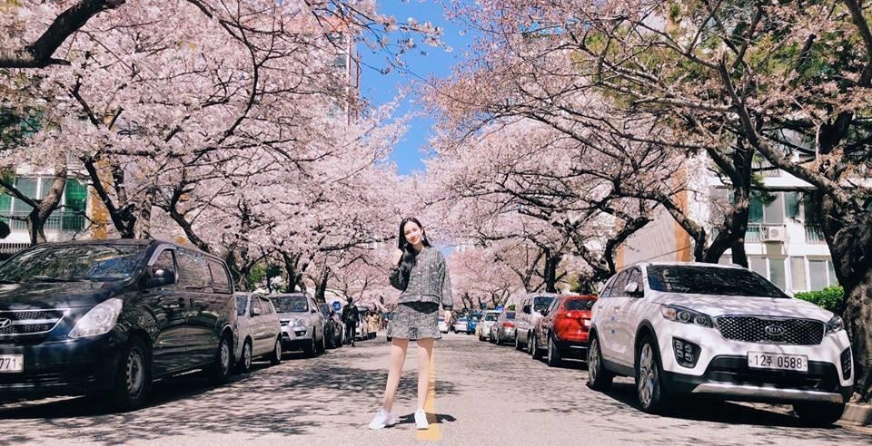 hoa anh đào nở hàn quốc ảnh 2 hoa anh dao no han quoc anh 2