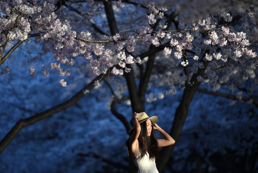 hoa anh dao washington anh 1