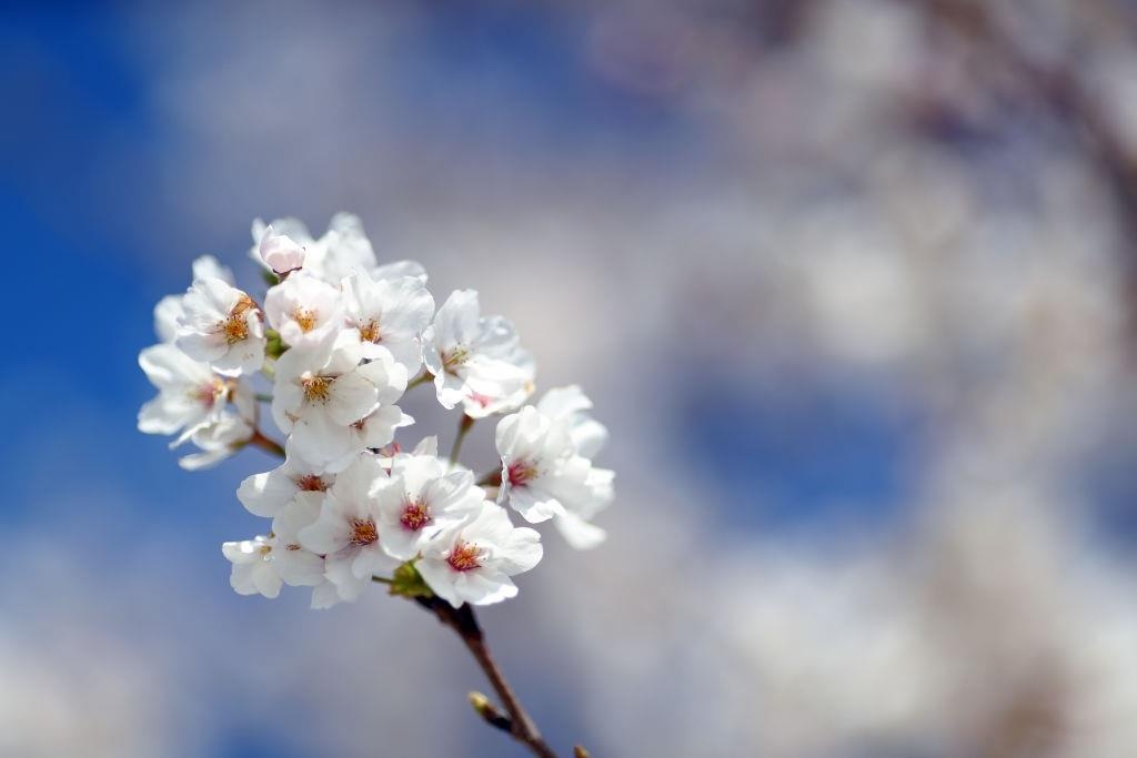 hoa anh dao washington anh 7