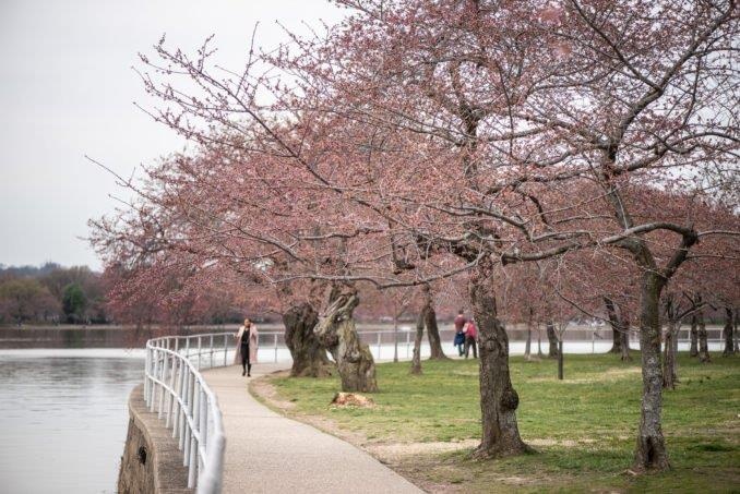 hoa anh dao washington anh 4