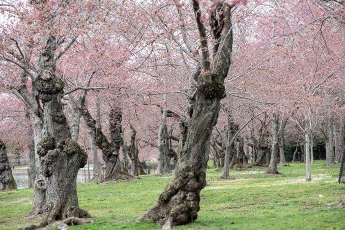 hoa anh dao washington anh 5