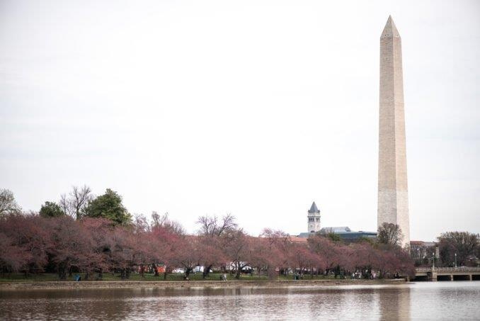hoa anh dao washington anh 6