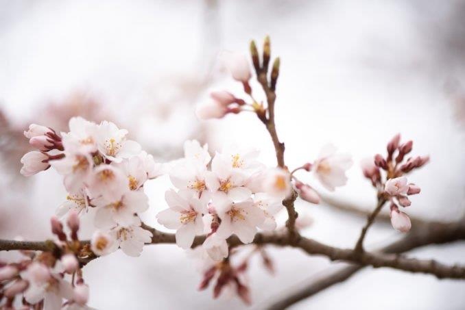 Hoa anh dao dua nhau khoe sac tai thu do Washington hinh anh