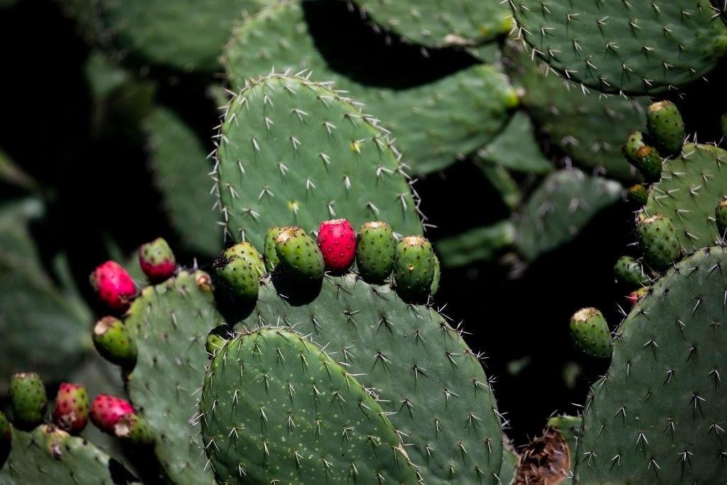 Xuong rong - mon an dac san cua nguoi Mexico hinh anh