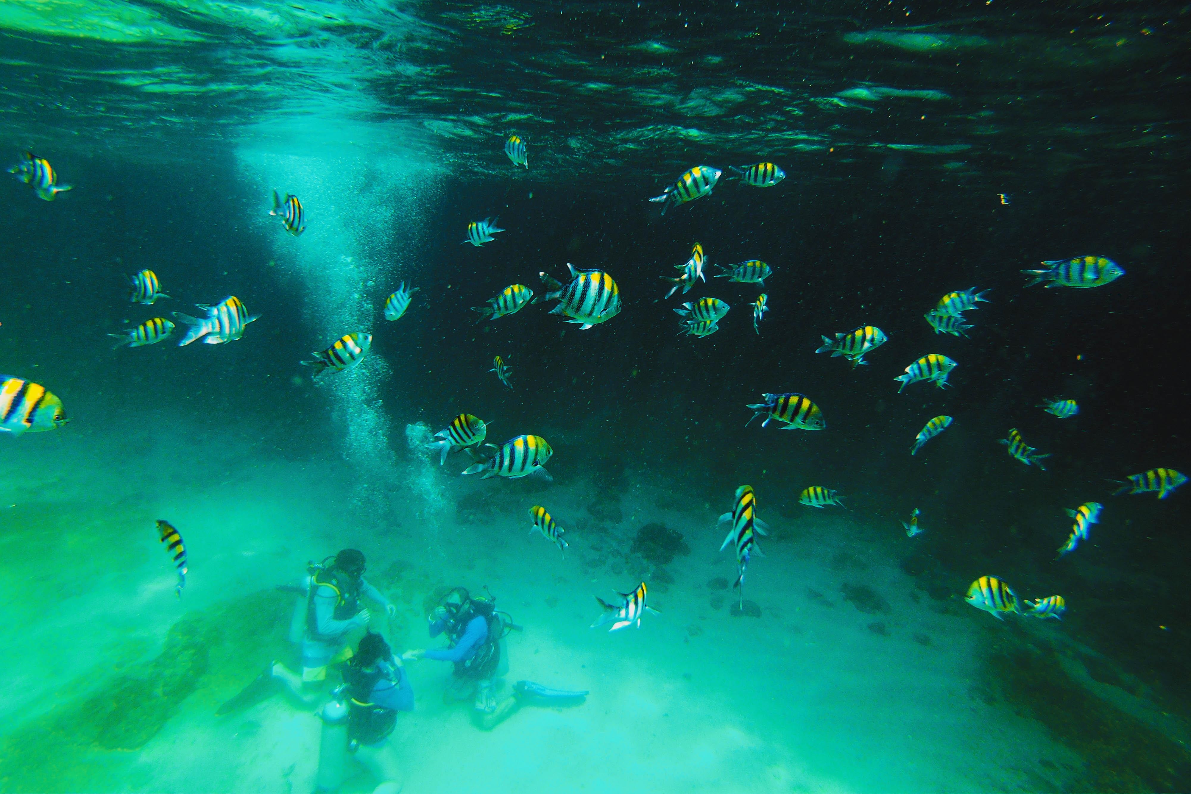 ngam ca map koh phi phi anh 7