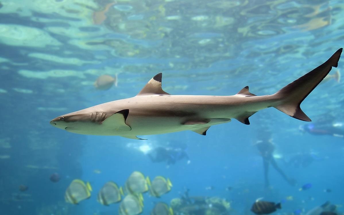 ngam ca map koh phi phi anh 10