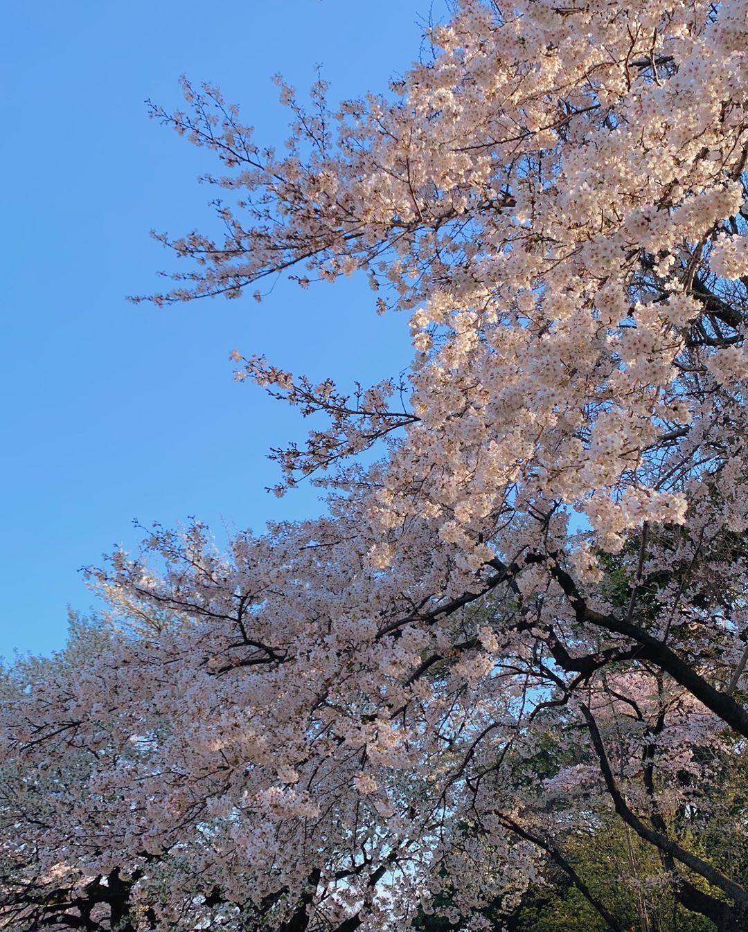 ca si phuong ly anh 5