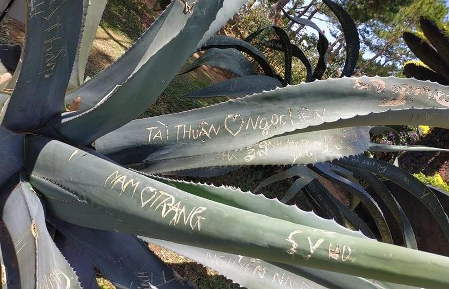 Sau Fansipan, Da Lat thanh nan nhan cua cac doi thich khoe tinh yeu hinh anh