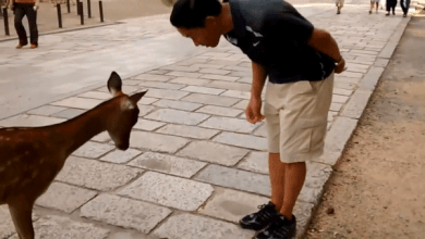 Vung dat thieng noi loai huou biet cui dau chao con nguoi hinh anh