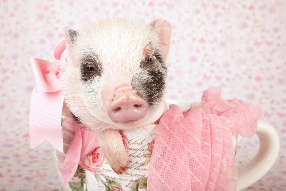 Quan ca phe heo con de thuong tai Nhat Ban hinh anh