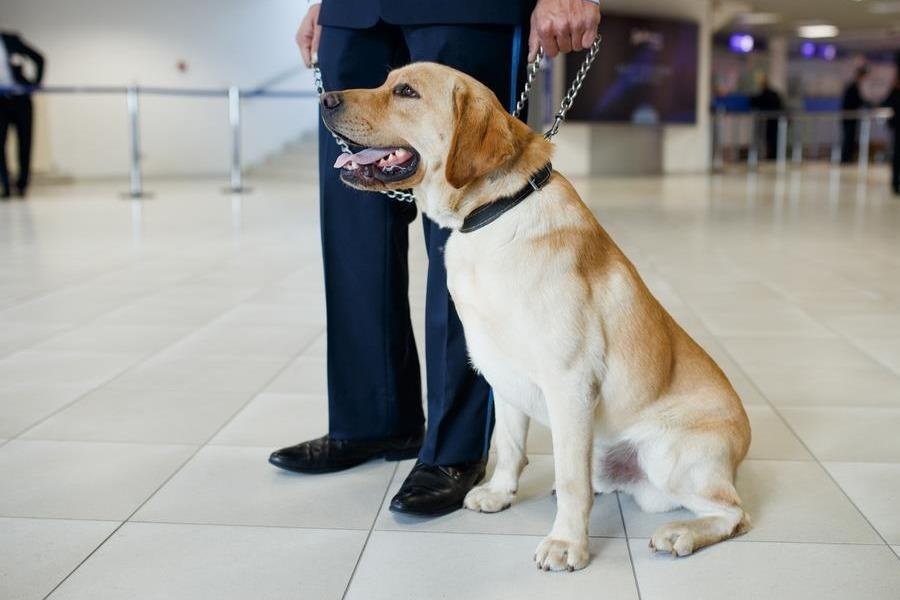 Nguoi dan ong dan theo cho lam loan, can nhan vien san bay hinh anh