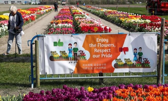 hà lan ảnh 3 ha lan anh 3