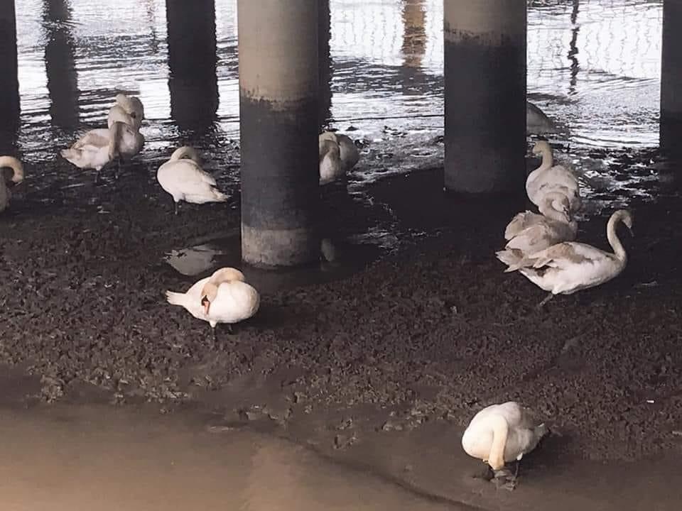 Dan mang lo lang cho ve dep cua dan thien nga o Hai Phong hinh anh