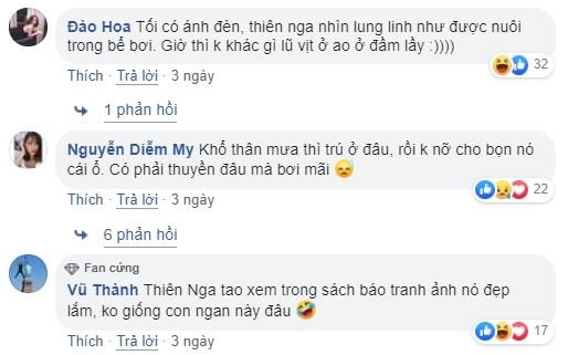 thiên nga hải phòng ảnh 2 thien nga hai phong anh 2