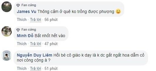 vặt hoa phượng chụp ảnh ảnh 2 vat hoa phuong chup anh anh 2