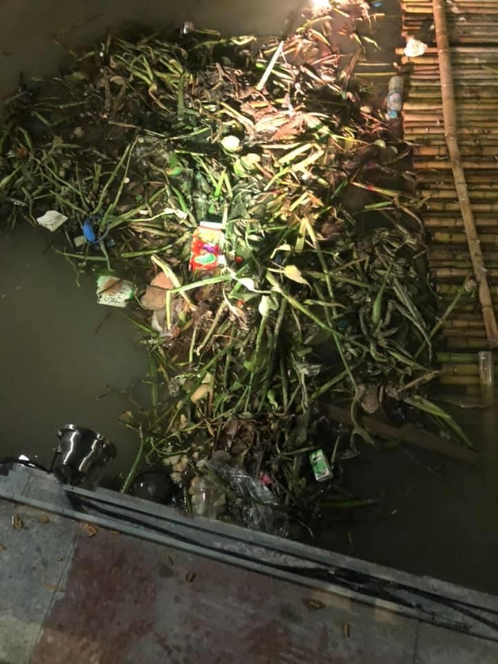 thiên nga hải phòng chết ảnh 4 thien nga hai phong chet anh 4