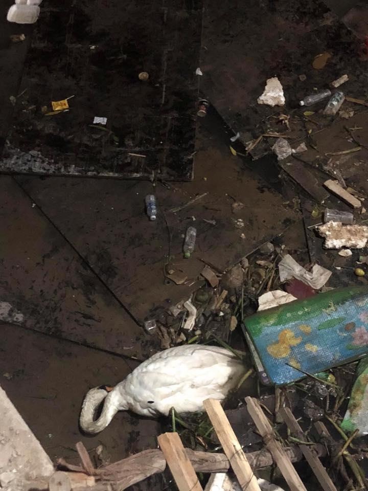 thiên nga hải phòng chết ảnh 1 thien nga hai phong chet anh 1