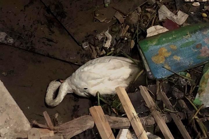 Thien nga Hai Phong guc tren bai rac song Tam Bac hinh anh