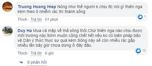 thiên nga hải phòng chết ảnh 2 thien nga hai phong chet anh 2