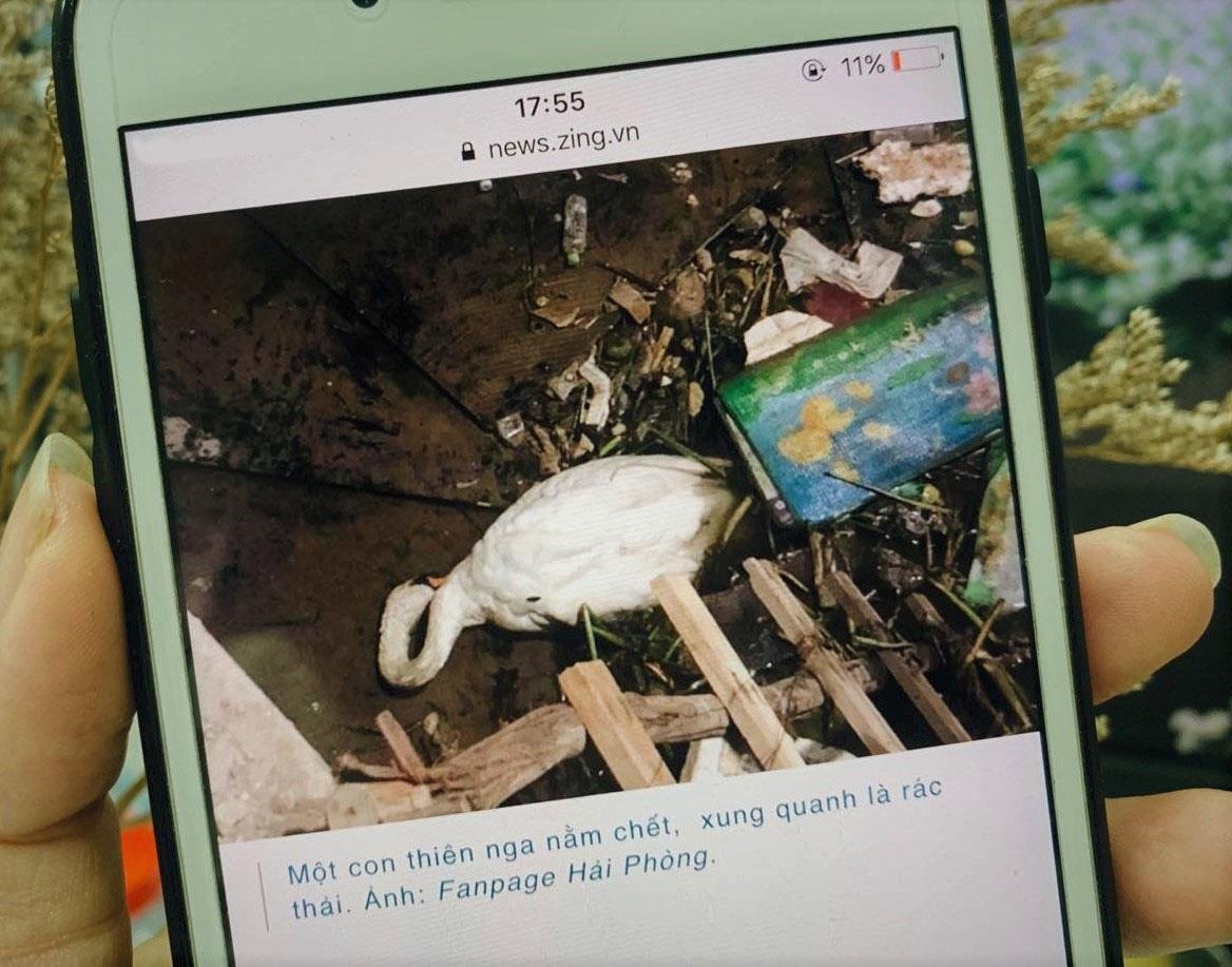 Thien nga bat tinh o Hai Phong hoi phuc, sap duoc tha lai song hinh anh