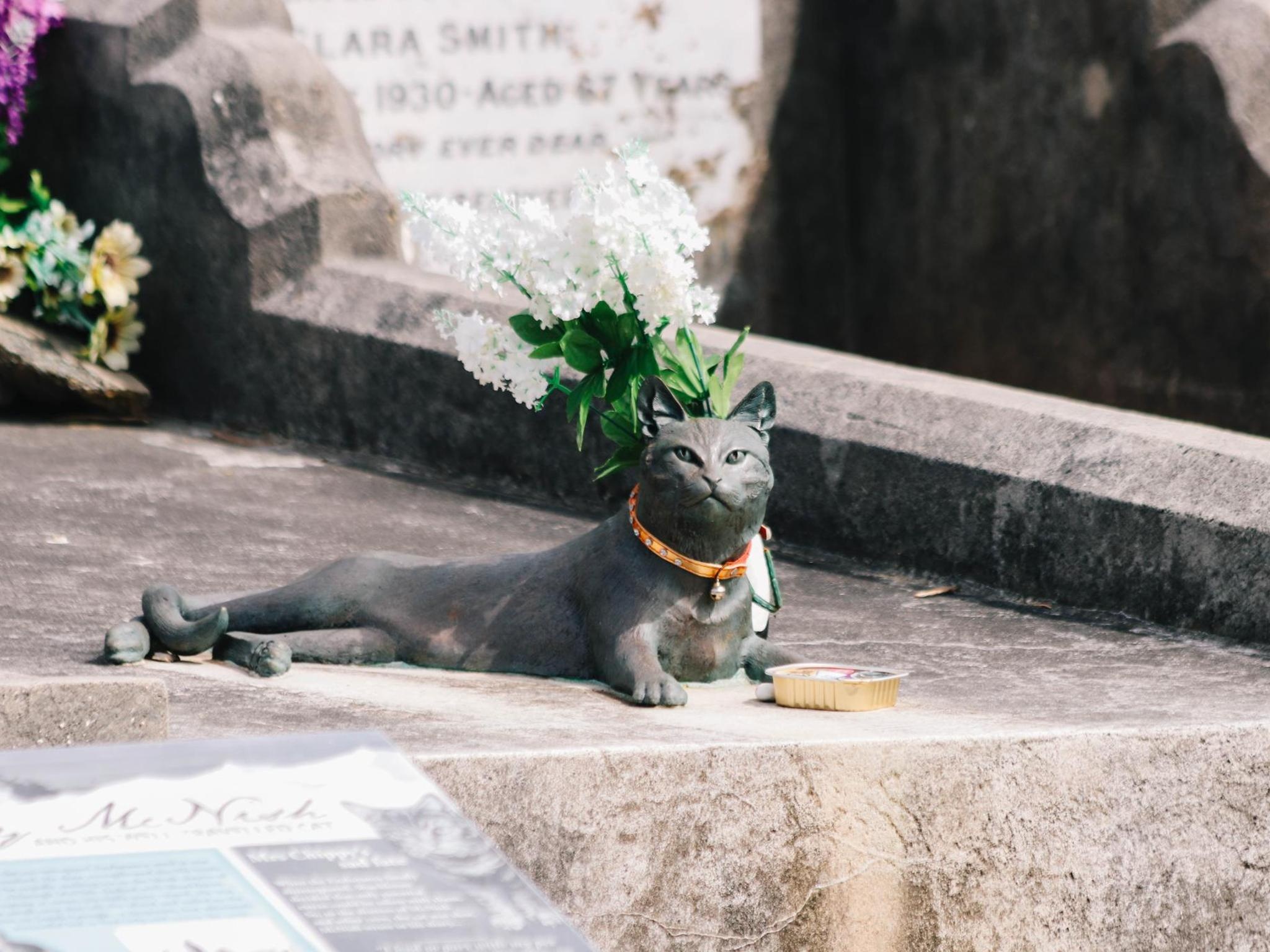 tuong cho,  meo anh 8