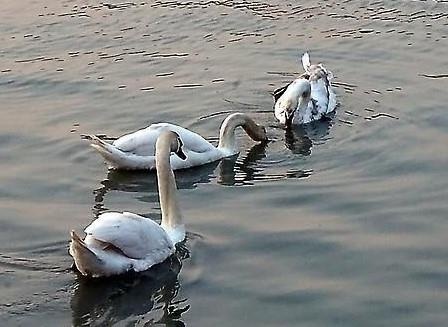 Thien nga Hai Phong boi cung banh mi tren song Tam Bac hinh anh