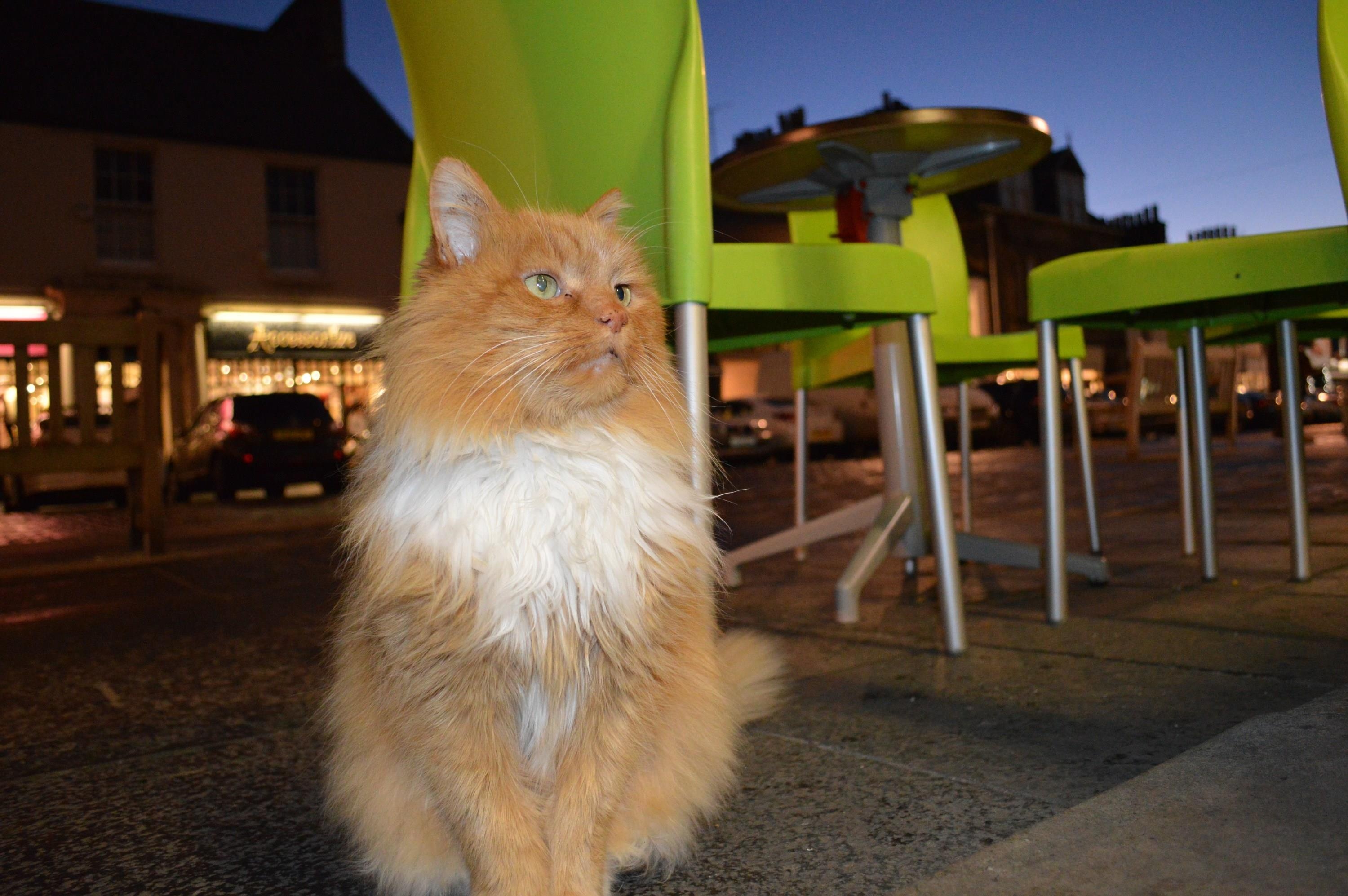 tuong cho,  meo anh 5