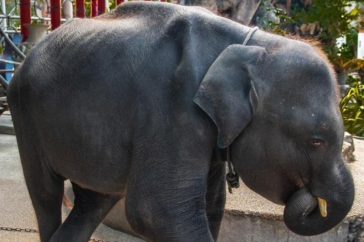 Voi con bieu dien o Thai Lan chet vi gay chan, nhiem trung tieu hoa hinh anh