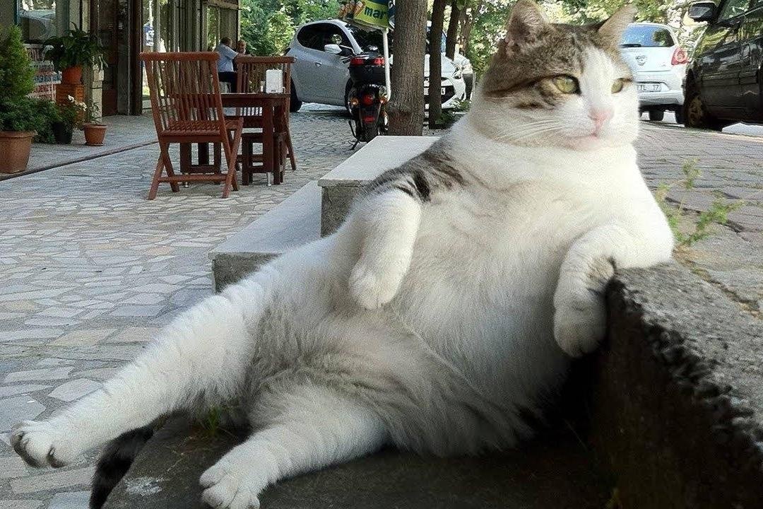 Hachiko va 5 buc tuong cho, meo noi tieng the gioi hinh anh