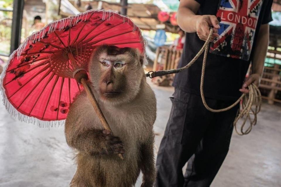 Am anh canh day dong vat lam xiec, phuc vu du lich o Thai Lan hinh anh