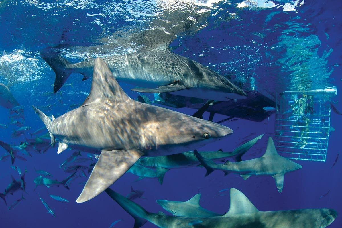 ca map tan cong anh 1