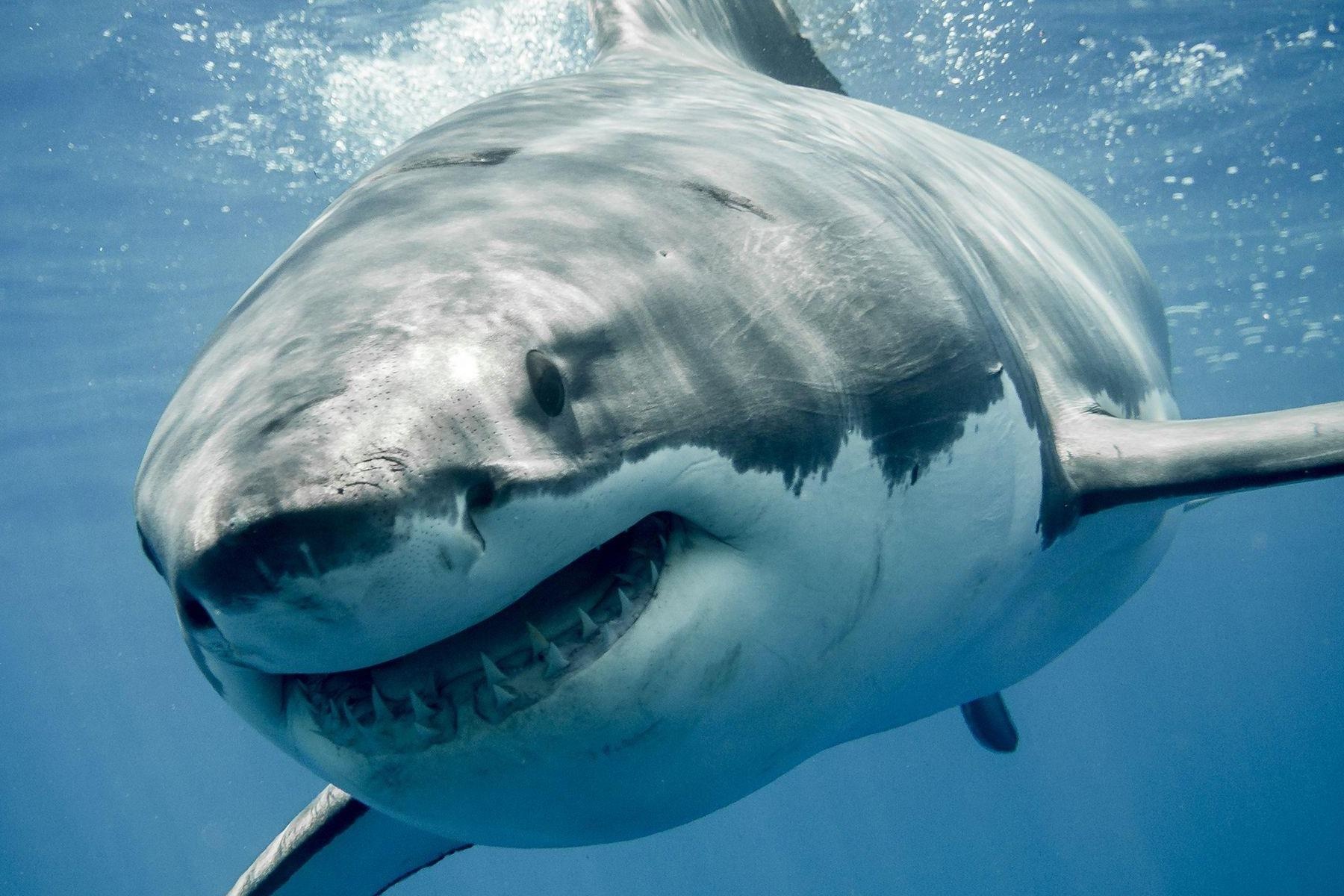 Ca map Hawaii lan dau can chet nguoi sau 4 nam hinh anh