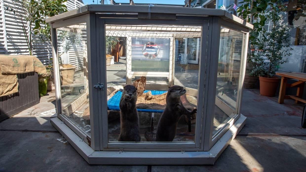 cà phê rái cá ảnh 1 ca phe rai ca anh 1