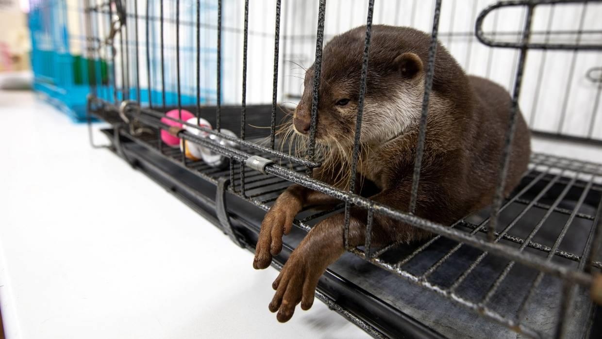 cà phê rái cá ảnh 2 ca phe rai ca anh 2