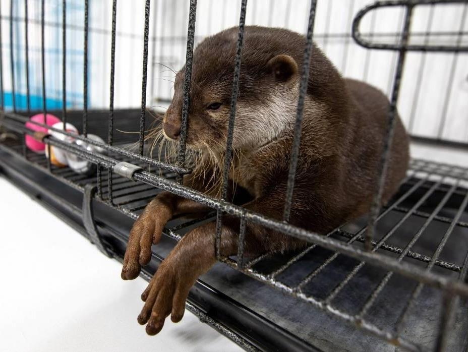 Su 'bao hanh de thuong' phia sau nhung quan ca phe rai ca Nhat Ban hinh anh