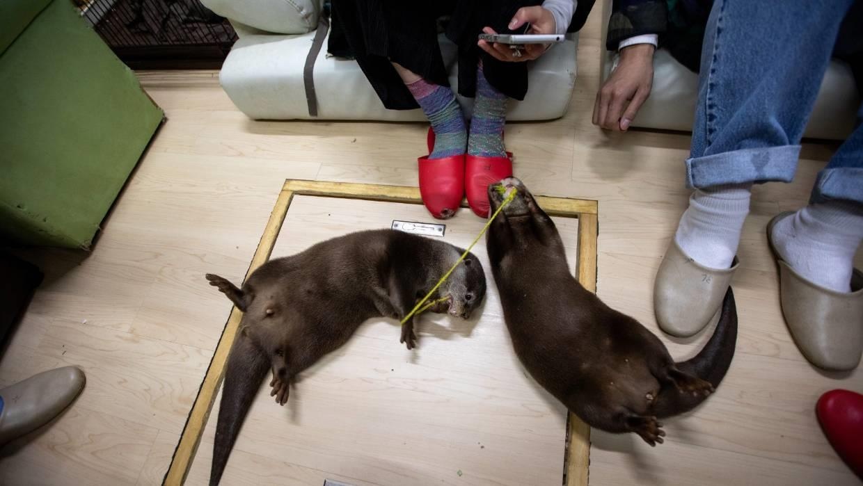 cà phê rái cá ảnh 3 ca phe rai ca anh 3