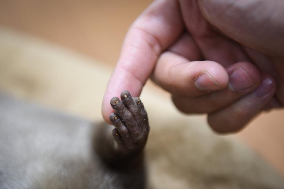 cà phê rái cá ảnh 6 ca phe rai ca anh 6