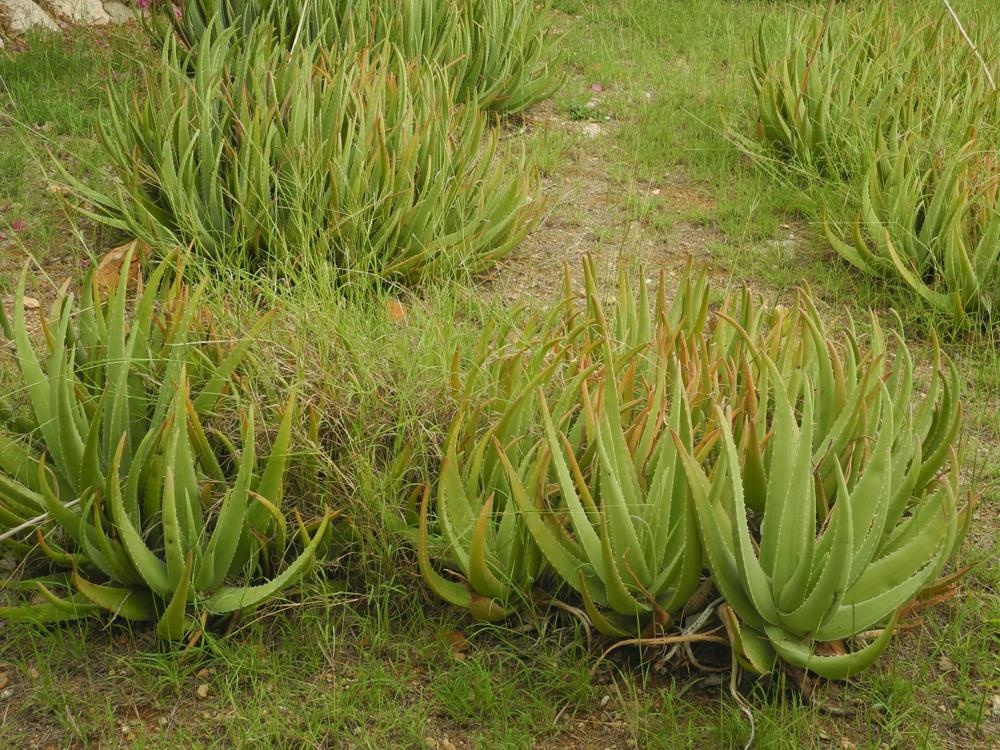 curacao la nuoc nao anh 6