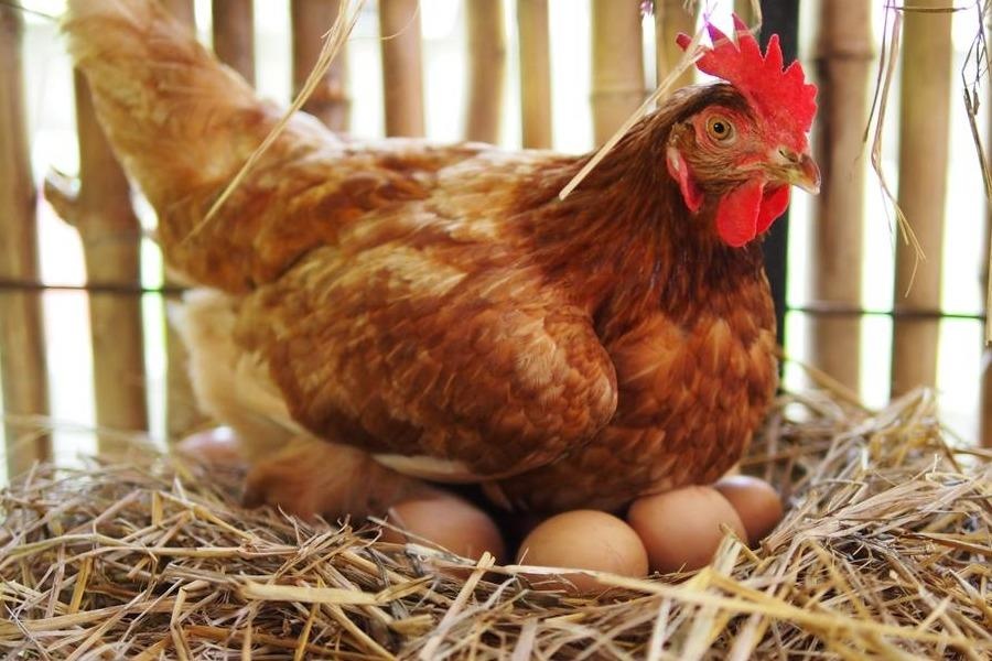 Nguoi dan ong 'thoi mien' ga de moc trom trung hinh anh