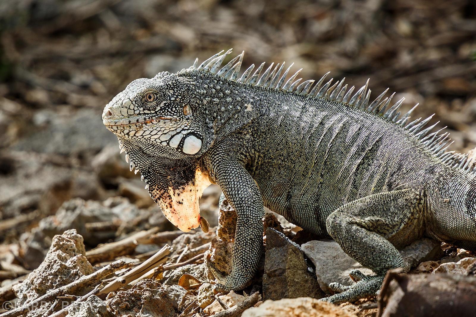 curacao la nuoc nao anh 1